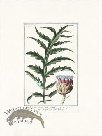Bonelli 678 Artichoke